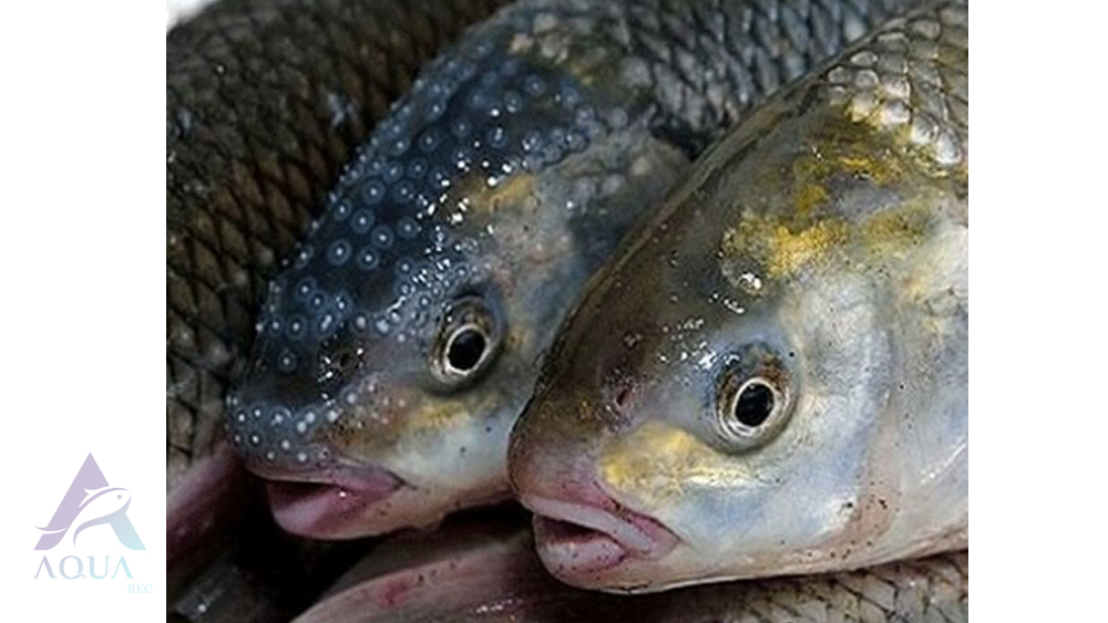 همه چیز درباره ماهی سفید و پرورش آن