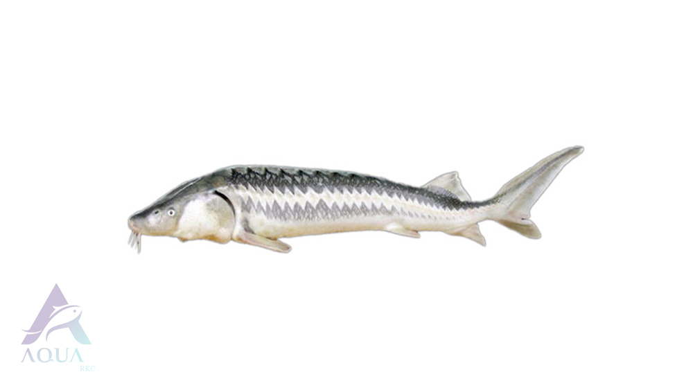 تاسماهی ایرانی قره برون پوزه سیاه (Acipenser persicus)